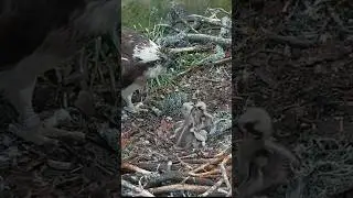 Osprey chicks bonking each other #siblingfight #ospreynest #osprey #ospreys #birds #nest #nature