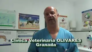 ¿Puede dormir mi gato en mi cama?