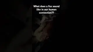 What does a fox sound like in our connection ❤️❤️❤️😍😍😍😍💕💕💕🥰🥰🥰 #humanconnection