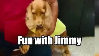 Never give his t-shirt to anyone|Smart English cocker spaniel|English Cocker Spaniel|Fun with Jimmy