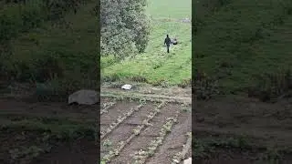 खेती किसानी #song #shorts #trending #ytshorts #video #love #farming #farmers
