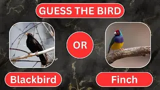 Guess the Bird#quiz #education #trivia #guesser #fun #riddles #challenge #puzzles #birds #knowledge