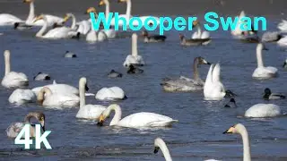 b60124 큰고니 탐조 l Whooper Swan
