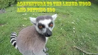 Dexter's Adventure - Walking Through Lemur Wood And Visit To The Petting Zoo With An Naughty Swan