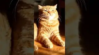 #Cute, #c@t 😺😽