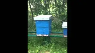 Reproduction of bees