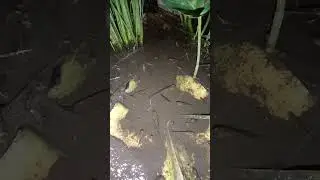 Ikan Gatul Pakan alami hidup dikolam belut#shorts#pakan