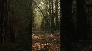 Walk Forest Alley | No copyright Nature Landscape Background video