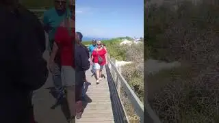 #highlights South africa africa #African Jackass penguin 🐧# Boulders beach, Simon's town #Capetown