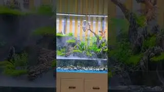 Quiet and beautiful#fishaquarium #aquariumfishmarket #exoticaquariumfish