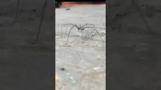 Spider Working Hard || Spider Doing Pushups 😂😂 Get Ready To Fight