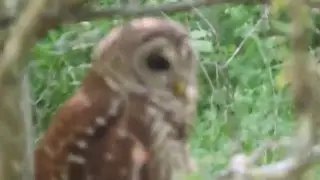 Barred Owl diurnal hunting