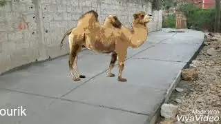 Aglmim n tanalt