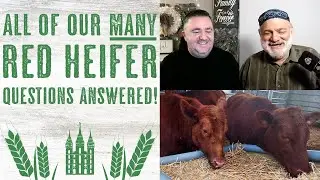 RED HEIFER Questions Answered by a RELIABLE SOURCE: Adam Eliyahu Berkowitz! / Plus NEW UPDATE!