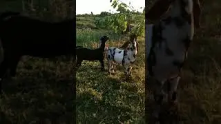 Англо-нубийские козлята.