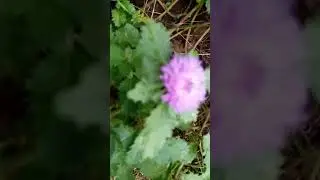 Violit flowers #viralshort #trendingshorts #youtubeshorts
