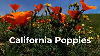 Wildflowers of Arvin Foothills