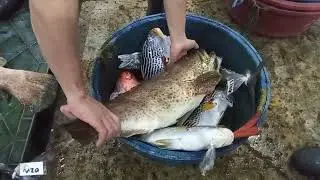 FiSHPORT MALABON FRESH FISH WHOLE SALE 