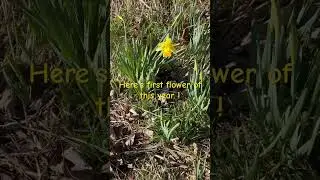 First flower of 2024&hellip; hi pretty daffodil ! #mileycyrus #flowers #spring #signsofspring#subscribe