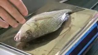 February Nuggetfishing Club Weigh-In