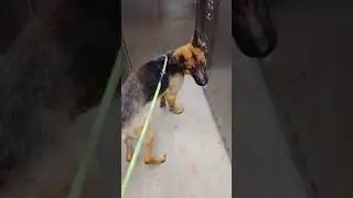 German shepherd dog 🐕#youtubeshorts #funny #cuteanimal #fypシ #anmals #dog