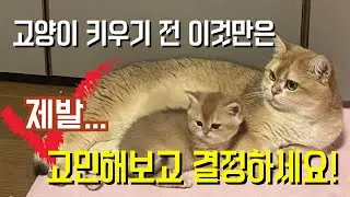 예비 집사들이 후회 안하기 위해 고양이 키우기 전 고민해야할 것들.