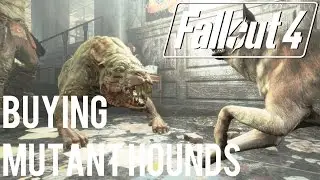Fallout 4: Far Harbor - How to BUY Mutant Hounds!