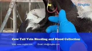 Cow tail vein bleeding and blood collection - with EDTA tube and needle