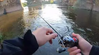 Morgendliches Barschangeln an der Elbe in Dresden