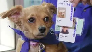Rescue Dog Comforts Cancer Patients