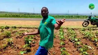 MBEGU MPYA YA ALIZETI LG 50745