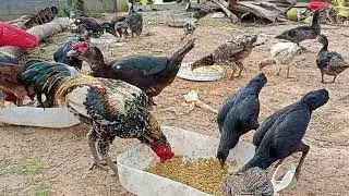 Ducks and Chickens finding food (Brave   Mark Karan, Scott Guberman, Angeline Saris, Jeremy Hoenig)
