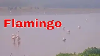 🦩🌫️ Breathtaking Morning: Flamingos in the Hula Valley Fog