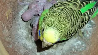 Baby budgie with their mom🐦🐥