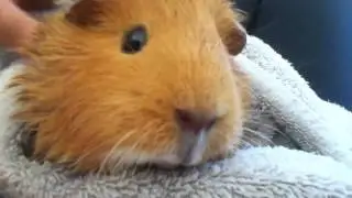 Guinea pig purring