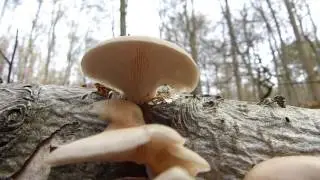 Gesucht ... gefunden? (3) Austern-Seitling (Pleurotus ostreatus)