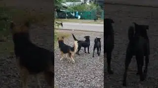 There are two lady and one girl interact a boy haha #SoothingVideos  #CalmDog #RelaxingForPets
