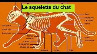 Le squelette du chat par d&eacute;tails