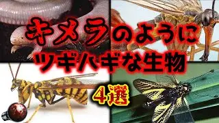 【閲覧注意】かけ合わせた生物!? 「キメラ」のようにツギハギな生き物 4選【ゆっくり解説】【奇妙な実在生物】