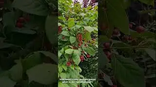 Das giftige 