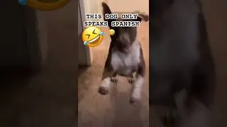 This dog only speaks Spanish 😂