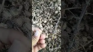 Process of preparing village castor seeds