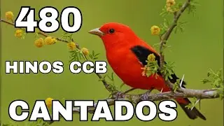 480 HINOS CCB CANTADOS- 26/01/2026- 1,2,3,4,5,6,7,8,9,10,11,12,13,14,15,16,17,18,19,20,21,22,23,24..