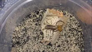 Scorpion Feeding Video #2