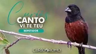 Curi&oacute;s | Canto Vi Te Teu | Repetidor