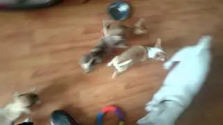 Puppies pesten moederhond