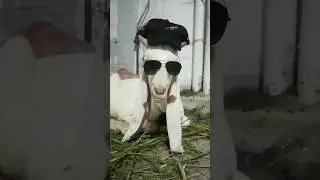 Chalo Mandi chalo 🐐🐄🐂🐪 #baby #bakra #cow #cattle #bull #camel #bakre #mandi #shorts #short #bakraeid
