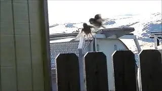 House sparrows mating