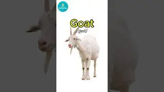Goat vocabulary #english #learnenglish #vocabulary #short