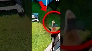 &laquo;Выдра падает в замёрзший бассейн&hellip; Пока его хозяин не спасает положение ❄️💛&raquo;